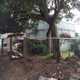 Getting it the frame level all around was a b****, the yard drops towards the street and the neighbor’s side, and there’s all kinds of roots and buried rock to contend with.